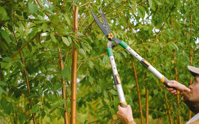 Tree trimming in Doerun, GA